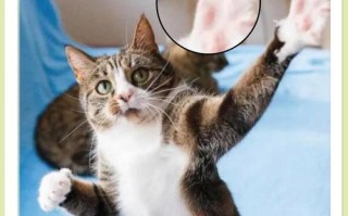 如何训练猫咪不伸爪子（培养猫咪礼貌的必备技巧）