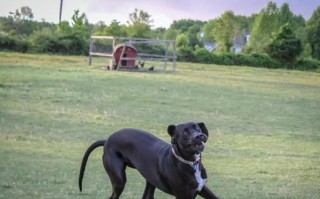 大丹犬训练实用指南（如何训练你的大丹犬成为绝佳宠物）