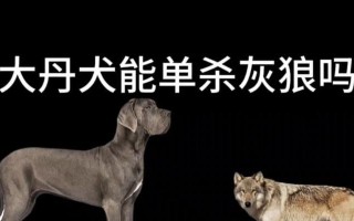 以大丹犬为护主训练的实用方法（让你的宠物成为你的最佳保护者）