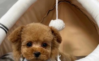探索泰迪犬的多样体型（从玩具到迷你，不同泰迪犬的体型魅力）