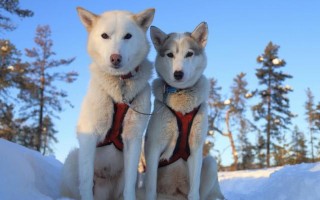 世界顶级雪橇犬，哈士奇排名第一（了解哈士奇，雪橇犬中的王者）