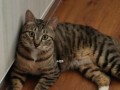 解决猫咪尿频问题的实用方法（为什么猫咪尿频只能尿一点？如何减轻猫咪的不适？）