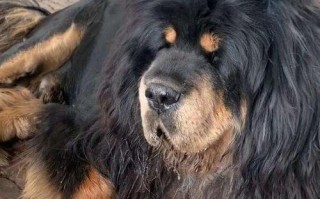 世界最贵的藏獒（探秘藏獒的过人之处与神奇魅力）