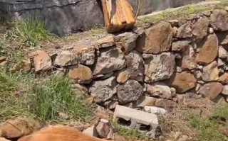 金毛犬禁食清单（了解金毛禁食清单，守护你宝贝的健康与幸福。）