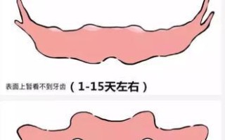 如何饲养健康快乐的澳洲梗（以宠物为主，打造舒适健康的家庭环境）