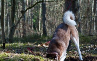 为什么狗狗喜欢“刨地板”？（探究狗狗刨地板的原因和动机）