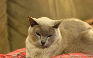 缅甸猫的饲养方法（了解缅甸猫，从正确饲养开始）