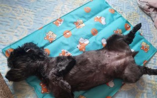 狗狗睡觉突然想吐，原因和应对方法详解（狗狗呕吐原因分类、狗狗呕吐的应对方法、如何预防狗狗呕吐）