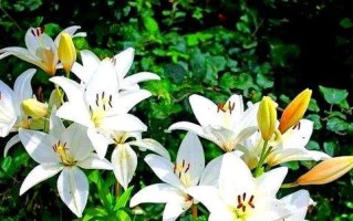 猫咪与百合花的相处之道（小心猫爪！百合花的敌人是谁？）