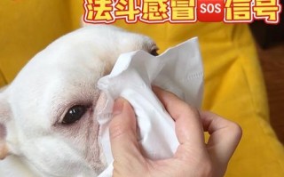 以狗出浓（合理管理宠物狗粪，共建清洁和谐社区）