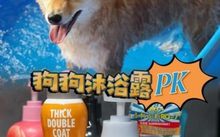 狗狗到底能不能经常洗澡？（解析狗狗洗澡的小知识，掌握正确洗澡频率）