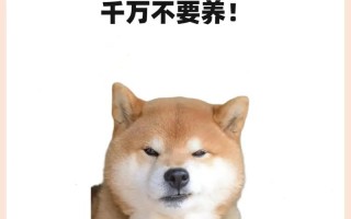 家狗为什么总盯着你看？（解读狗狗眼神的秘密与内涵）