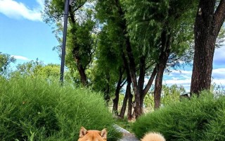 柯基犬的讨厌行为解析（揭秘柯基犬讨厌主人的原因和表现）