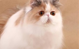 波斯猫价格大跌，但为何养的人逐渐减少？（探究波斯猫市场变动的原因及影响）