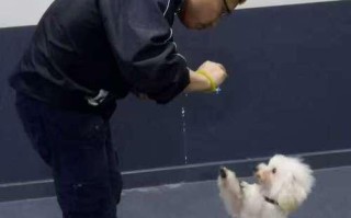 对比熊犬训练，宠物训练的必要性（以宠物为主，探讨不同种类动物训练的优劣）