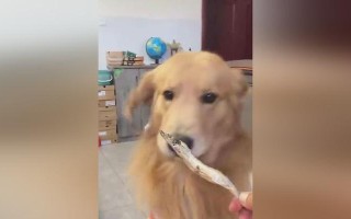 金毛犬的饮食添加时机与方法（为你的金毛宠物提供均衡营养的关键）