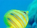 镜斑蝴蝶鱼的饲养方法（打造健康美丽的水族世界）