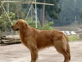 养金毛犬带来的诸多好处（为什么选择金毛犬作为宠物？）