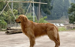 养金毛犬带来的诸多好处（为什么选择金毛犬作为宠物？）