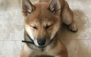 柴犬（一款毛发独特的宠物犬种）