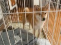 冬天养宠物犬需注意什么？（以柴犬为例，分析室外养犬的可行性）