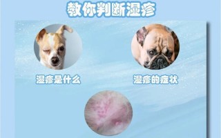 如何应对狗子的皮肤病？（有效预防和治疗狗子皮肤病的方法）