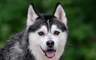 哈士奇（探秘哈士奇的独特魅力与挑战）