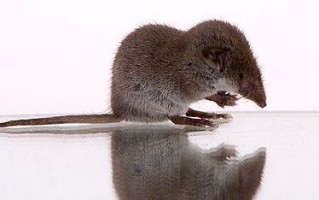 高山白腹鼠的饲养方法（如何科学地饲养高山白腹鼠？）