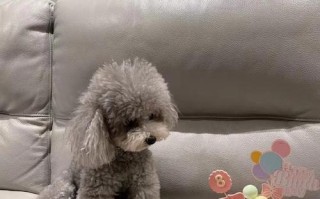 以泰迪的名字有何区别？（探索泰迪犬不同命名的理念及影响因素）