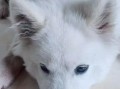 如何纠正萨摩耶的坏习惯（宠物培养需要从日常生活中开始，训练是关键）