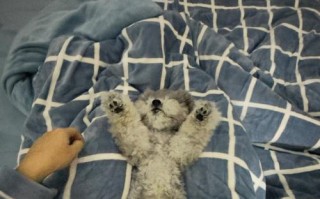 幼犬为何喜欢睡觉？（探究幼犬睡觉习惯的原因与好处）