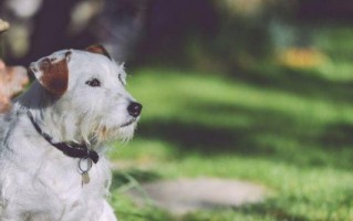 独自在家的宠物犬应该怎么安排？（以主人上班了为例，让狗狗快乐度过一天）