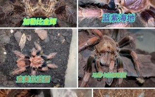 金属蓝（探索金属蓝的营养秘密，带给你身心健康的美食体验）
