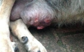 狗狗胸发炎的治疗方法（了解狗狗胸发炎的症状和预防措施，保护它们的健康）