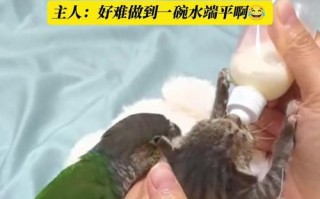 教鹦鹉说话的技巧与条件（培养鹦鹉语言能力的关键条件和有效方法）