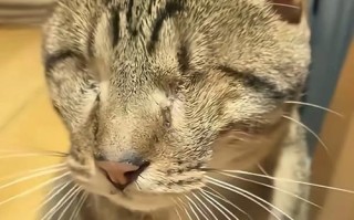 猫咪遭遇不干净东西惊吓（她不停抖动，我却无能为力）