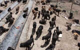 从贵族到肉狗（曾达3000万身价，现沦为屠宰场的肉狗，这是为什么？）