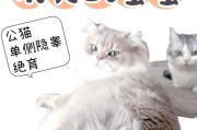 公猫绝育一年多了为什么还会骑（探究公猫绝育后仍有骑行行为的原因）