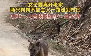 狗狗一个月就能离开狗妈妈吗？（母狗与幼犬分离的适宜时间及影响）