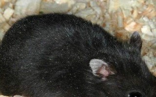 高山白腹鼠的饲养方法（打造健康幸福的宠物生活）