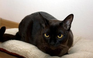 如何正确地饲养缅甸猫（以宠物为主，让你的缅甸猫健康成长）