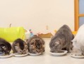 如何让宠物爱上吃饭？——揭秘小猫不爱吃饭的原因和解决方法