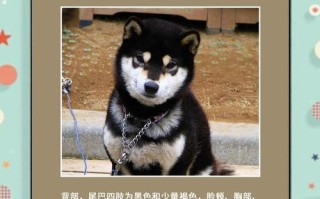 柴犬狼嚎的意义与解释（揭开柴犬狼嚎背后的谜团）