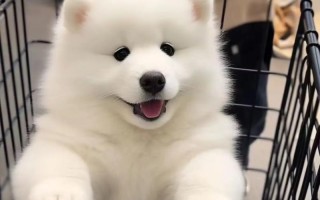 狗狗需要吃狗粮吗？（宠物主人必读的营养指南！）