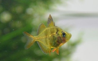 玻璃猫的饲养方法详解（如何给玻璃猫营造一个健康快乐的家）