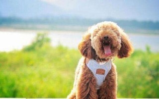 夏季养贵宾全攻略（贴心小贴士让你的宠物健康快乐）