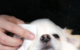 如何有效去除萨摩耶眼屎？（萨摩耶眼屎问题解决方案及注意事项）