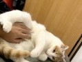 猫咬舔主人的手，这是一种什么样的行为？（探索猫咬舔行为的原因、意义以及应对方法）