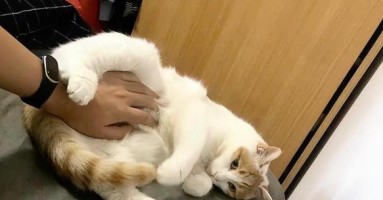 猫咬舔主人的手，这是一种什么样的行为？（探索猫咬舔行为的原因、意义以及应对方法）