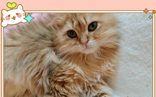 探索猫的奥秘（揭示猫咪行为、进化和基因的秘密）